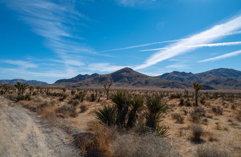 Open desert scrub and Joshua trees running to a low mountain range under a wide blue sky.
